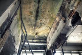 Why You Should Choose Our Mold Remediation Services in Del Rey, CA